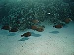 Zebrasoma desjardinii - Indischer Segelflossendoktorfisch