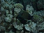 Zebrasoma desjardinii - Indischer Segelflossendoktorfisch