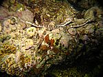 Schlafende Corythoichthys flavofasciatus - Netzseenadel