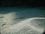  Corythoichthys flavofasciatus Netzseenadel