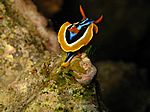 Chromodoris Quadricolor - Pyjama-Sternschnecke