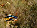 Chromodoris Quadricolor - Pyjama-Sternschnecke