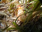 Gymnodoris Ceylonica - Cylon Sternschnecke