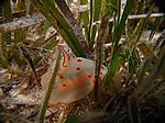 Gymnodoris Ceylonica - Cylon Sternschnecke