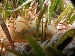 Gymnodoris Ceylonica - Cylon Sternschnecke