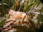 Gymnodoris Ceylonica - Cylon Sternschnecke