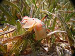 Gymnodoris Ceylonica - Cylon Sternschnecke