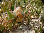 Gymnodoris Ceylonica - Cylon Sternschnecke
