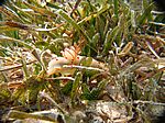 Gymnodoris Ceylonica - Cylon Sternschnecke