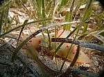 Gymnodoris Ceylonica - Cylon Sternschnecke