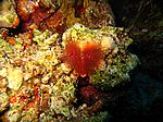 Wurm oder Anemone?