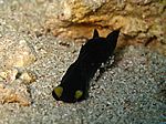 Chelidonura flavolabata - Gelblippenkopfschild