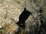 Chelidonura flavolabata - Gelblippenkopfschild