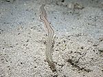 Eurythoe complanata - Roter Feuerwurm