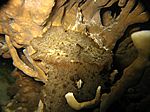 Vermutlich ein Dolabella auricolaris - Riesenseehase