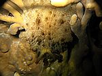 Vermutlich ein Dolabella auricolaris - Riesenseehase