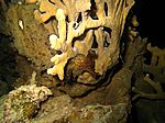 Vermutlich ein Dolabella auricolaris - Riesenseehase