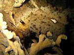 Vermutlich ein Dolabella auricolaris - Riesenseehase