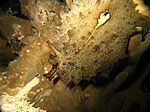 Vermutlich ein Dolabella auricolaris - Riesenseehase