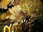 Lamprometra klunzingeri - Klunzingers Haarstern