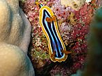 Chromodoris Quadricolor - Pyjama-Sternschnecke