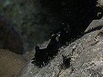 Paarende Chelidonura flavolabata - Gelblippenkopfschild