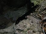 Paarende Chelidonura flavolabata - Gelblippenkopfschild