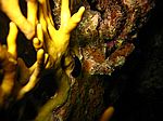 Chelidonura flavolabata - Gelblippenkopfschild