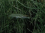 Juveniler Hecht (Esox lucius)