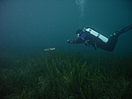 Jule mit Hecht (Esox lucius)