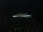 Hecht (Esox lucius)