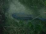 Schlafende Schleie (Tinca tinca)