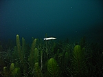 Schleie (Tinca tinca)