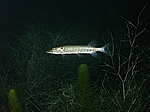 Schleie (Tinca tinca)