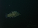 Schleie (Tinca tinca)