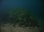 "Korallenblock" aus Wasserpflanzen