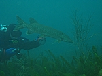 Marcel fotografiert einen Hecht (Esox lucius)