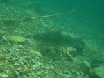 Bachforelle (Salmo trutta fario)