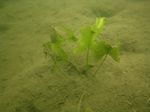Unterwasserform der  Gelben Teichrose (Nuphar lutea oder  Nuphar luteum) 