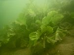 Unterwasserform der  Gelben Teichrose (Nuphar lutea oder  Nuphar luteum) 