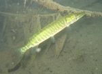 Europäischer Hecht (Esox lucius)