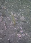 Flussbarsch (Perca fluviatilis)