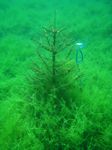 Tannenbaum