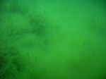 Nebel