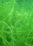 Europäischer Hecht (Esox lucius)
