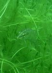 Europäischer Hecht (Esox lucius)