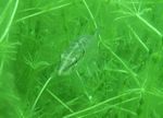 Europäischer Hecht (Esox lucius)