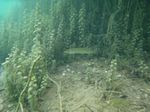 Europäischer Hecht (Esox lucius) am Ausstieg