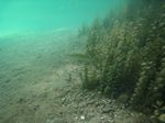 Europäischer Hecht (Esox lucius) am Ausstieg