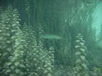 Europäischer Hecht (Esox lucius) am Ausstieg